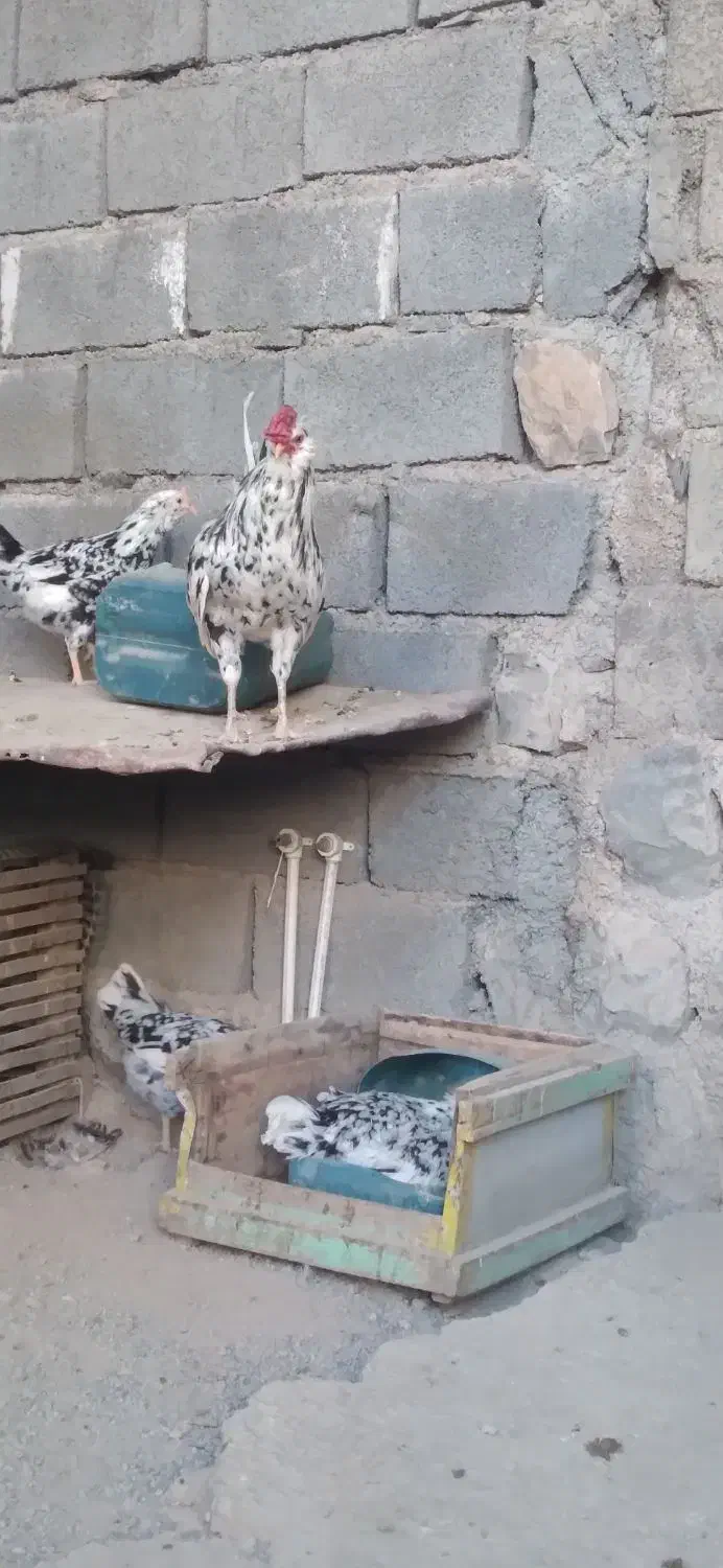 تخم مرغ گلین وخروس گلین|حیوانات مزرعه|گچی, |دیوار