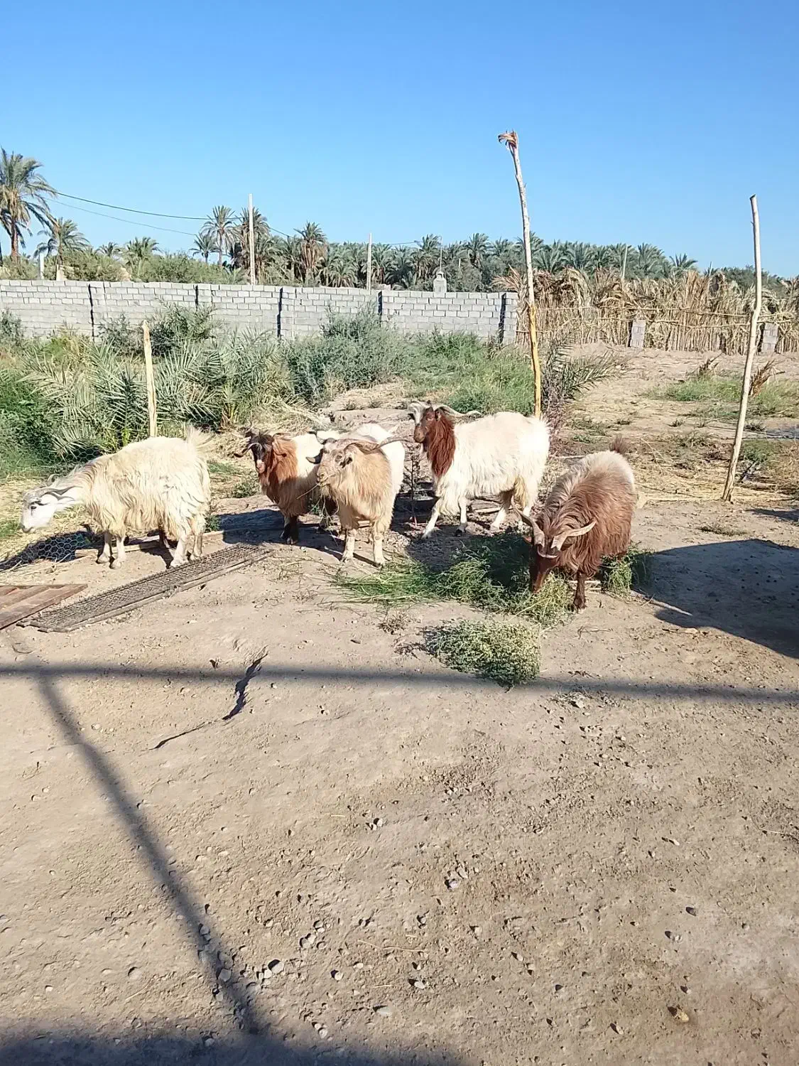 گوسفند|حیوانات مزرعه|نرماشیر, |دیوار