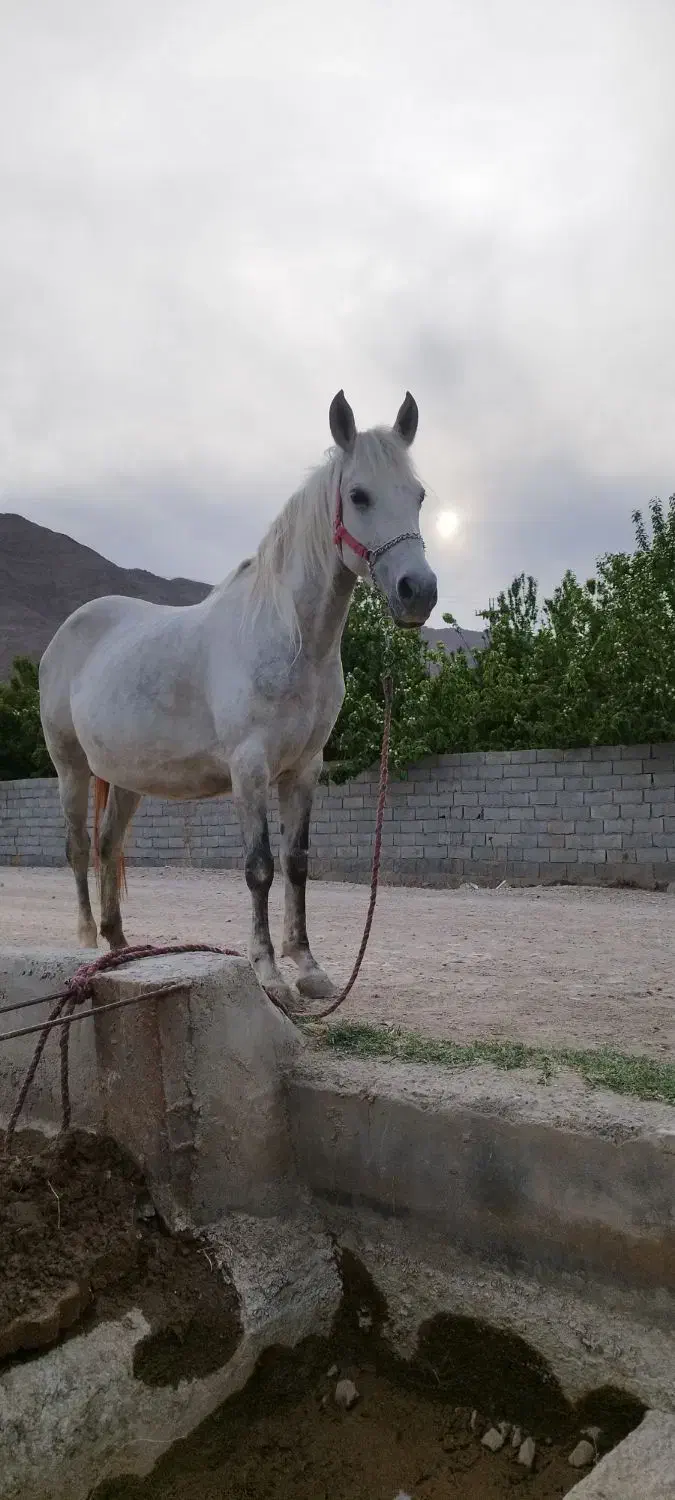 مادیان شجره برفین|اسب و تجهیزات اسب‌سواری|ابریشم, |دیوار