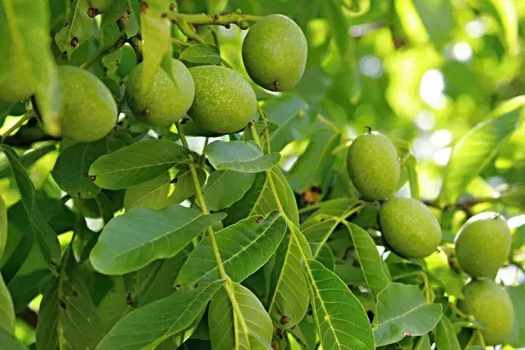 ـ نهال گردوی پربار و اصیل|خدمات باغبانی و درختکاری|سنندج, |دیوار