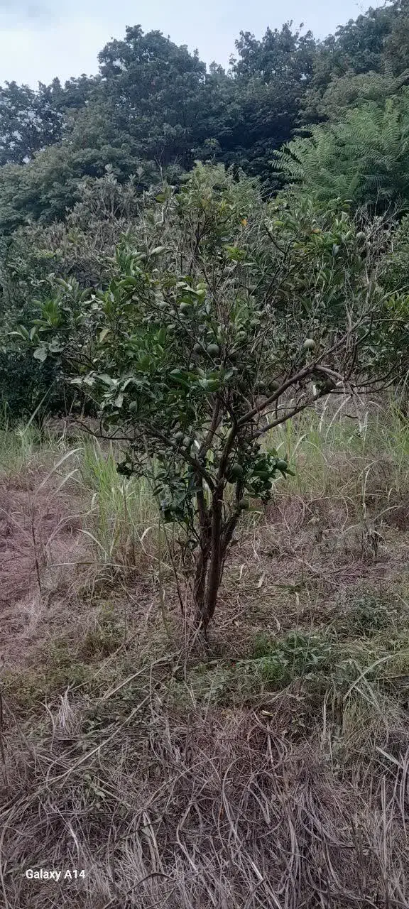 فروش زمین مسکونی سند دار|فروش زمین و ملک کلنگی|دابودشت, |دیوار