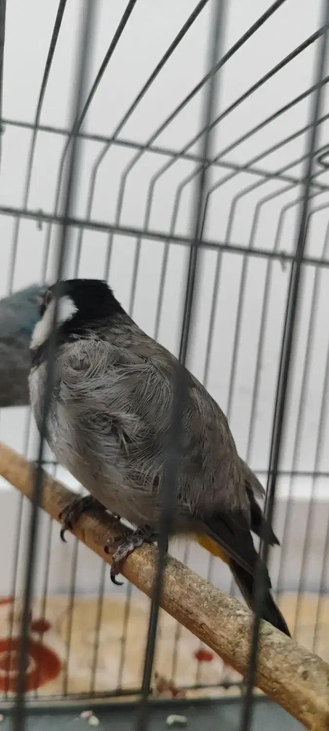 محلی|پرنده|بندرعباس, |دیوار