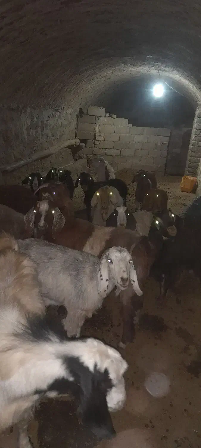 بز .|حیوانات مزرعه|خزل, |دیوار