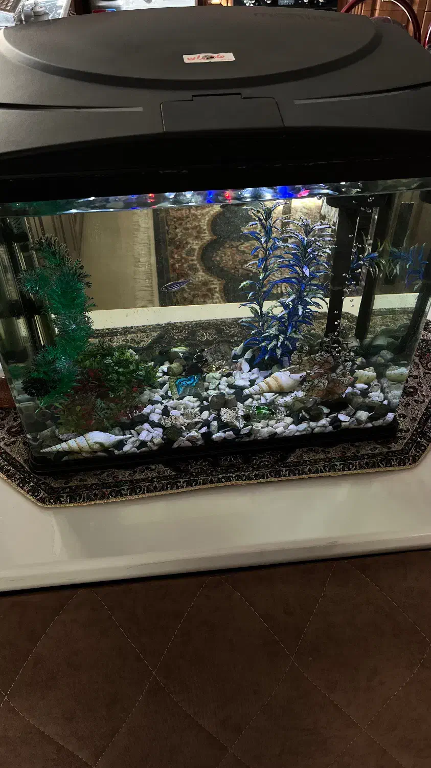 آکواریوم قاب دار|ماهی|میبد, |دیوار