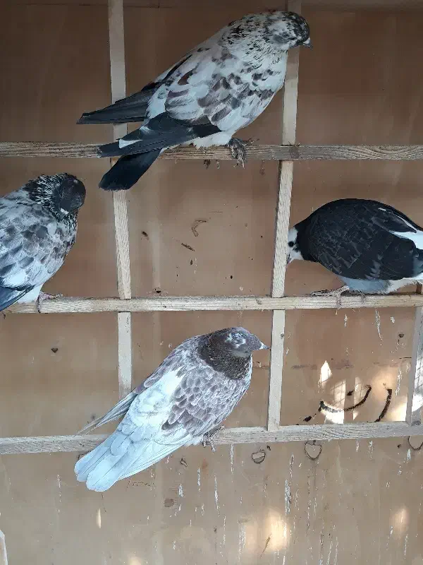 کبوتر|پرنده|رشت, جانبازان|دیوار