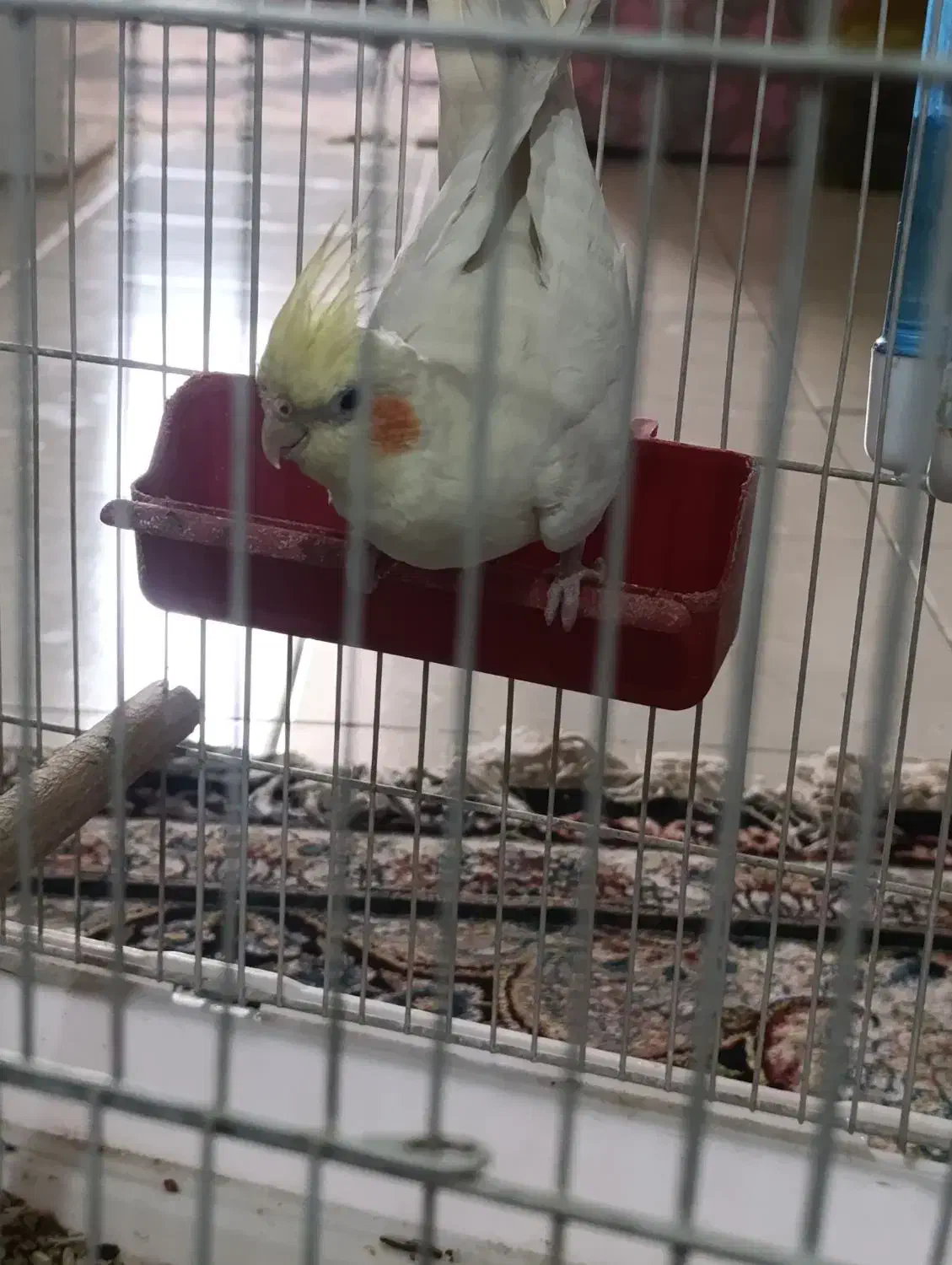 فروشی|پرنده|پاسارگاد, |دیوار