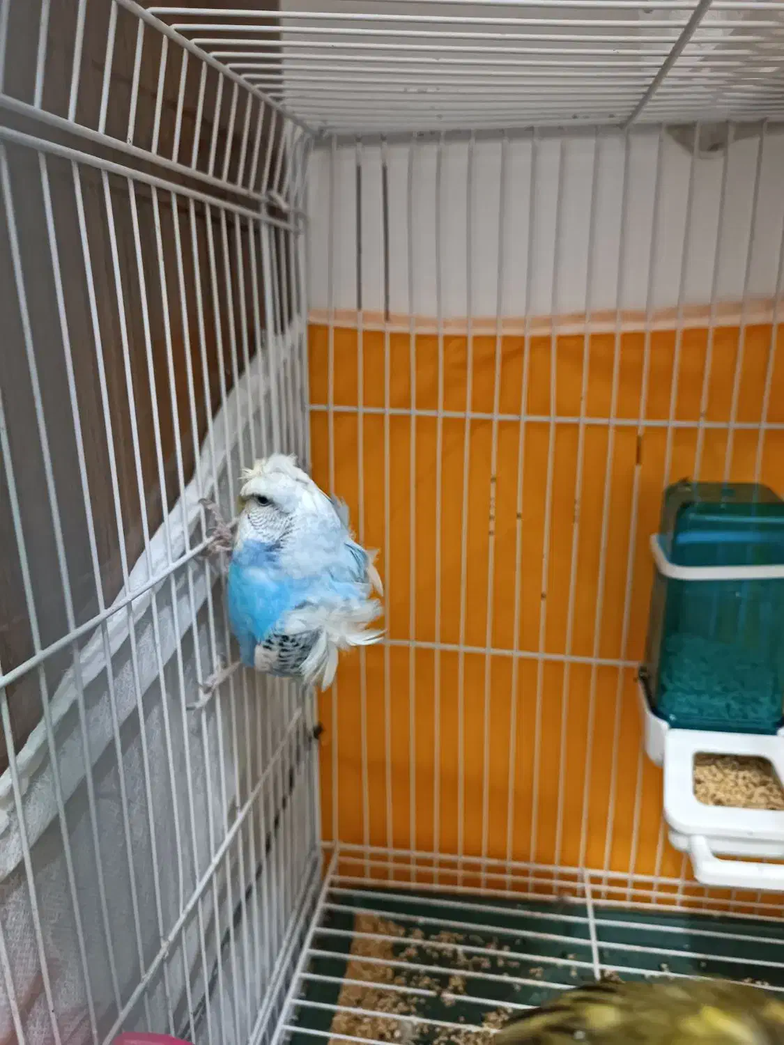 مرغ عشق پروانه ای|پرنده|مشهد, ثامن|دیوار