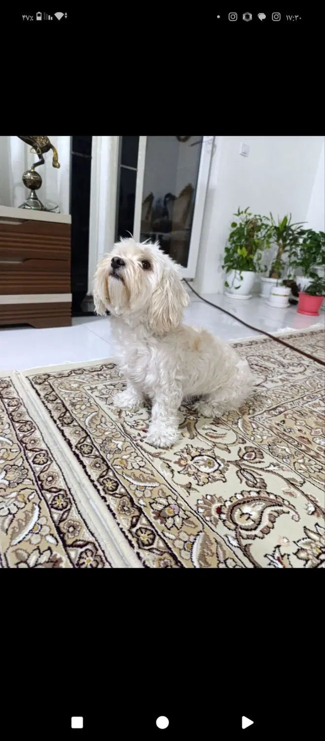 سگ خانگی|سگ|دورود, |دیوار