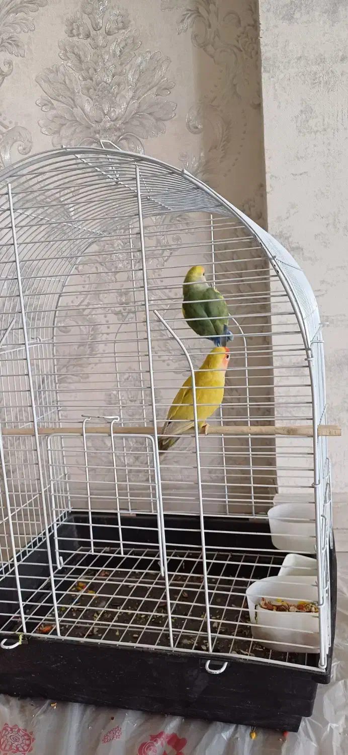 طوطی برزیلی|پرنده|کرمانشاه, |دیوار