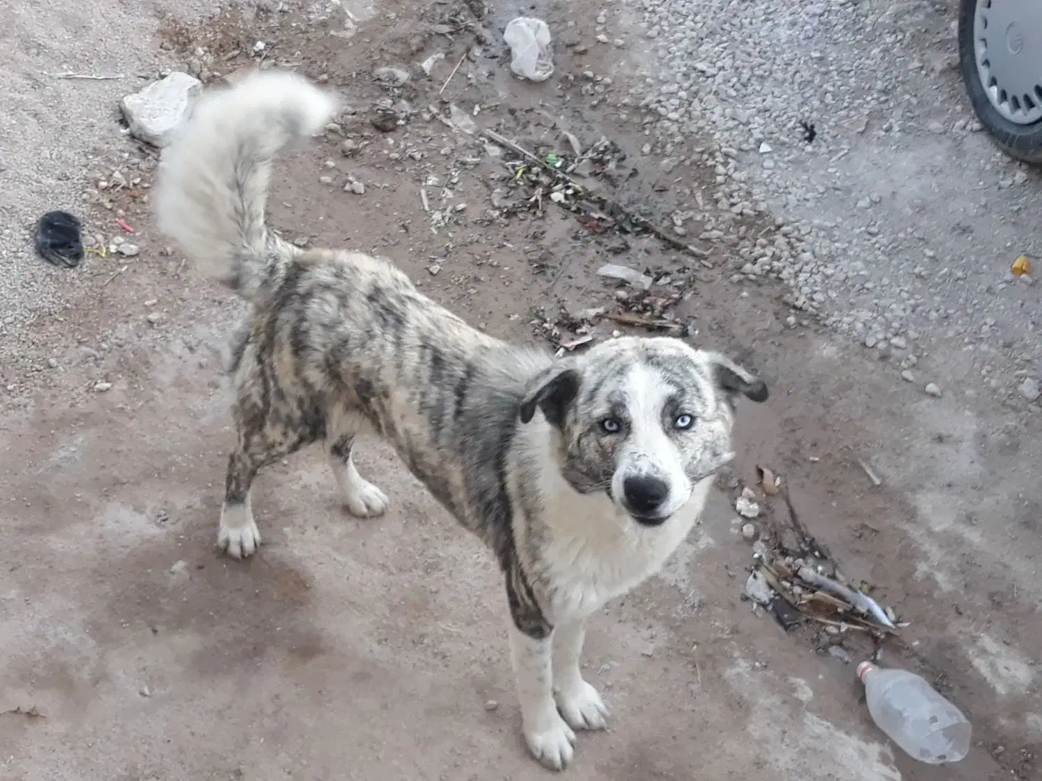 سگ چشم، ابی|سگ|بجنورد, |دیوار