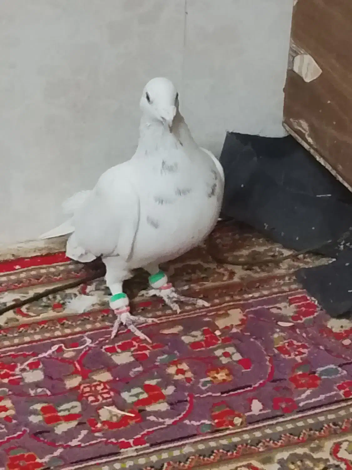 پرشی به شرط زدو خورد|پرنده|سبزوار, خسروجرد|دیوار