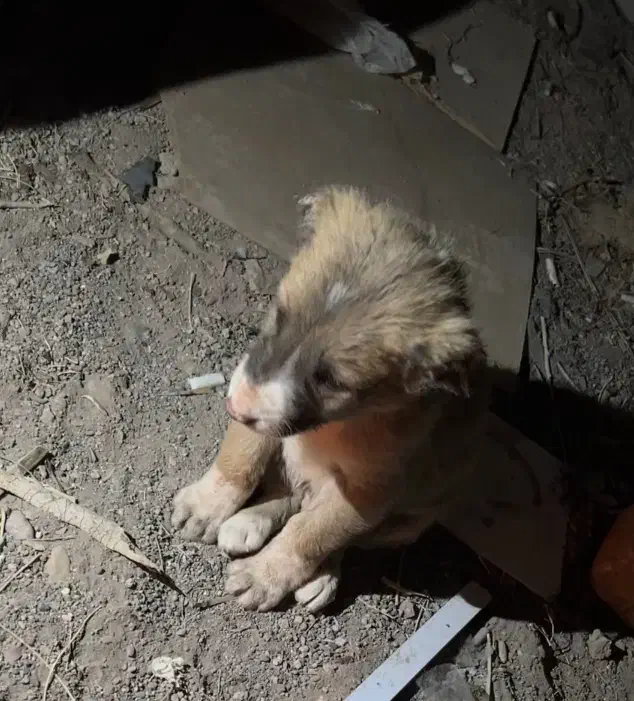 سگ نر سرابی|سگ|رفسنجان, |دیوار