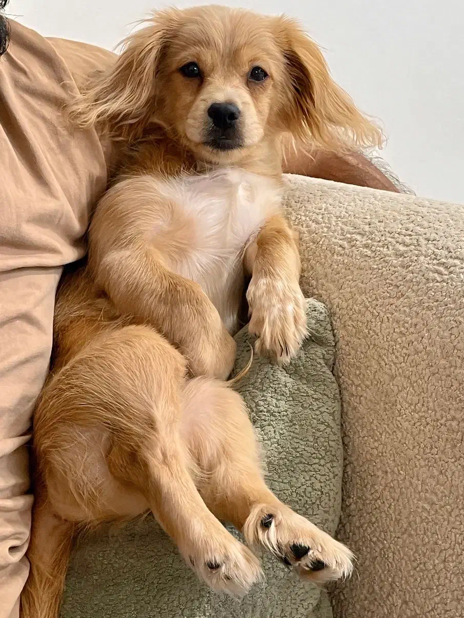 واگذاری سگ|سگ|بوشهر, |دیوار