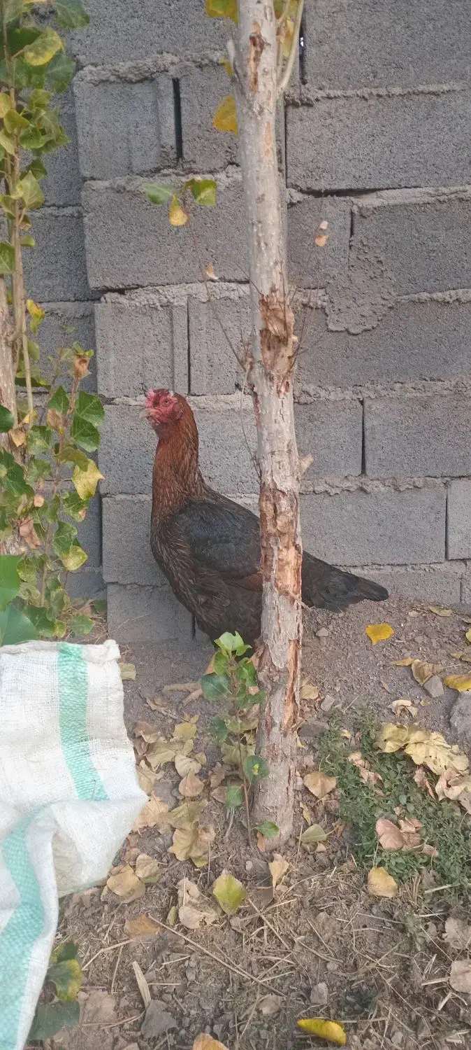 مرغ لاری ۶دنگ فول|حیوانات مزرعه|خاوران, |دیوار