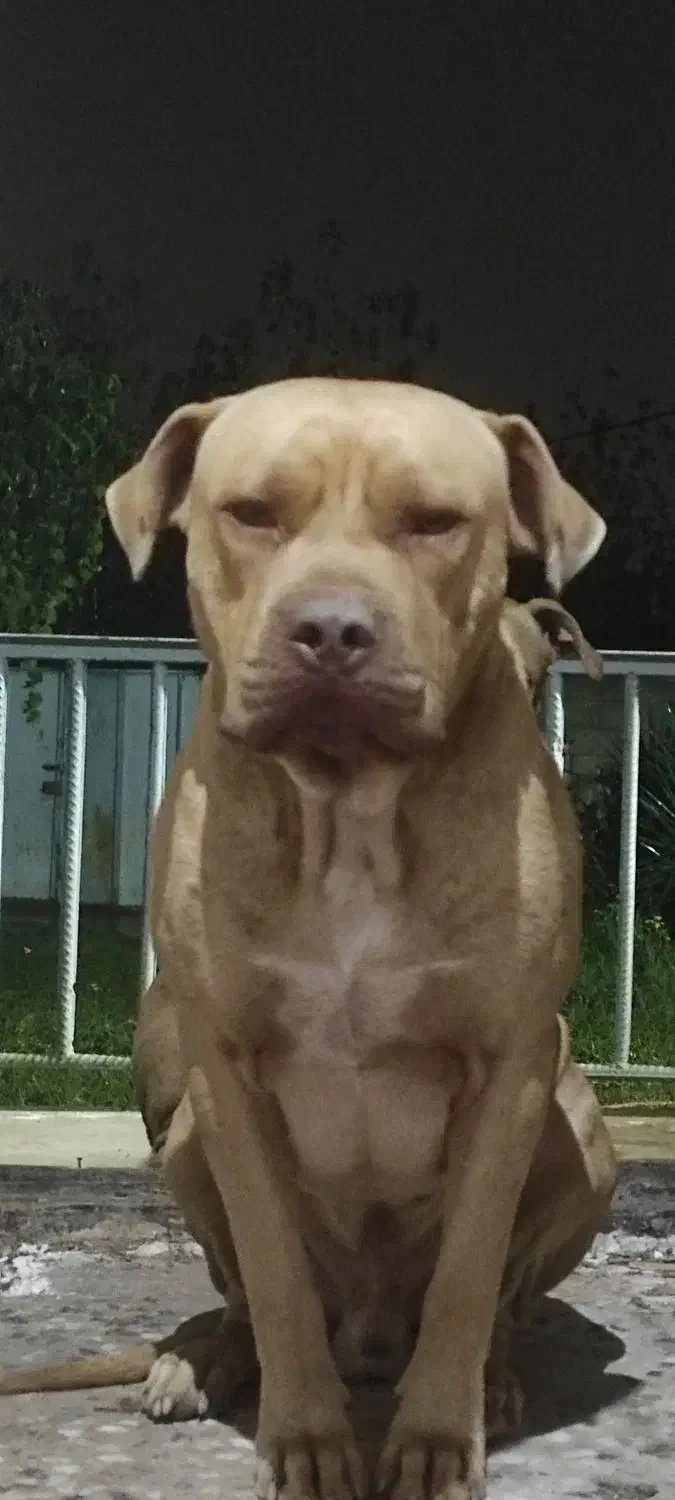 یکجفت امریکن پیتبول اصیل|سگ|سنگر, |دیوار