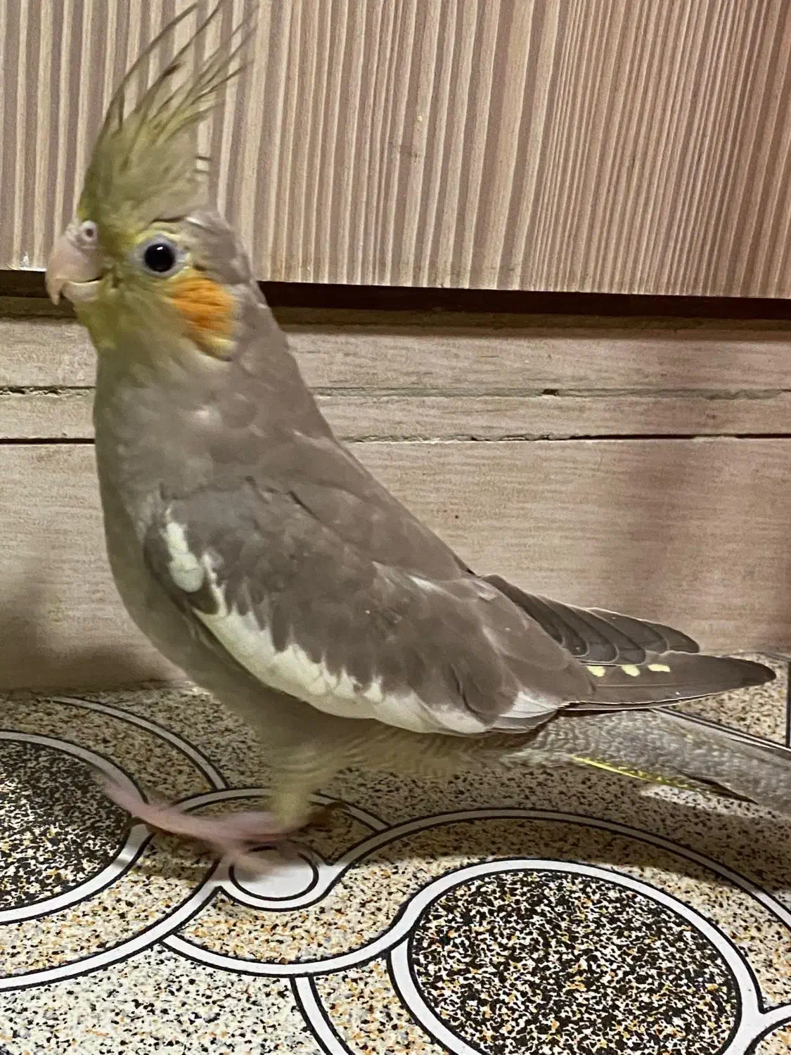 جوجه عروس هلندی دوماهه|پرنده|فردیس, ثابتی|دیوار