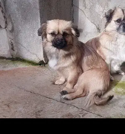 پیکینیز|سگ|بهشهر, |دیوار