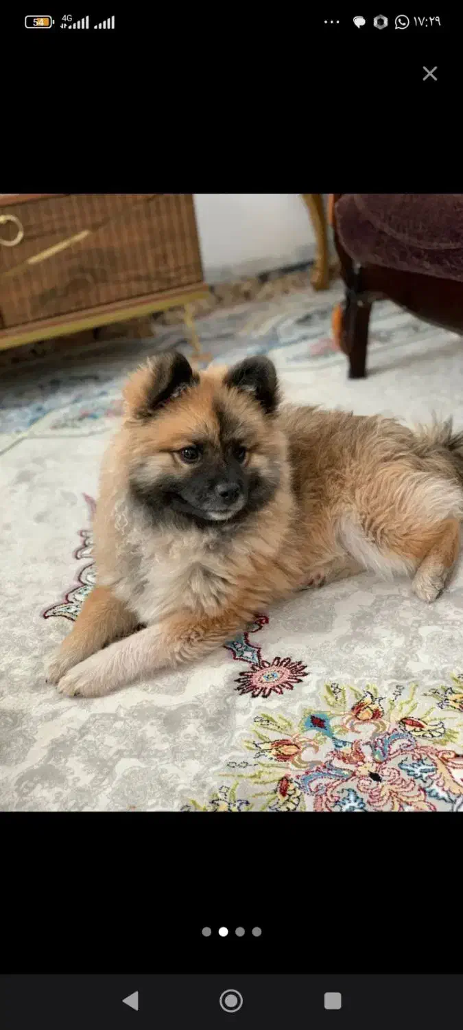 سگ پامرانین|سگ|بم, |دیوار