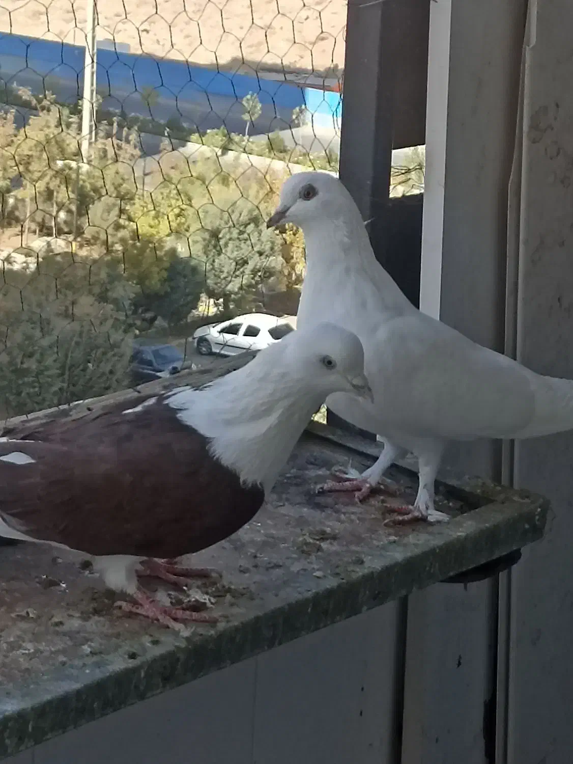 کبوتر پرشی|پرنده|پردیس, فاز ۱۱|دیوار