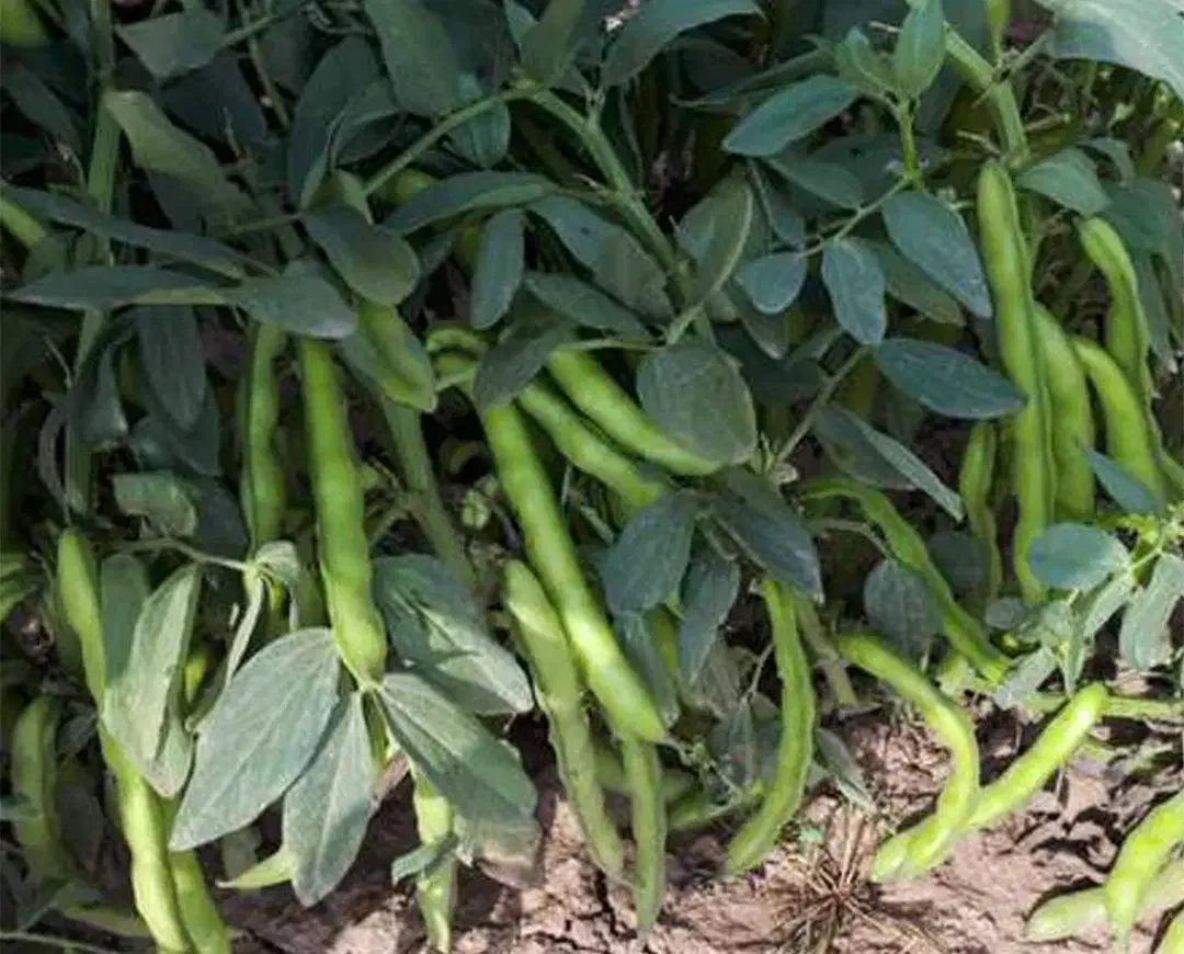 باقالا|عمده‌فروشی|ساوه, |دیوار