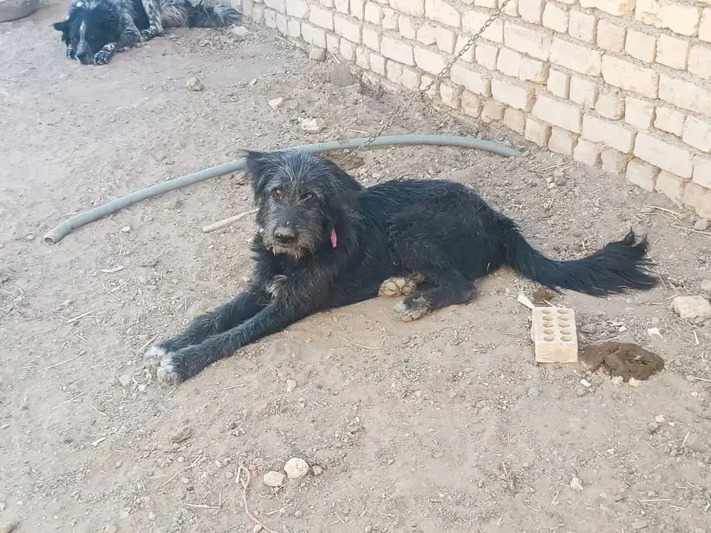 سگ قدرجونی|سگ|خمینی‌شهر, |دیوار