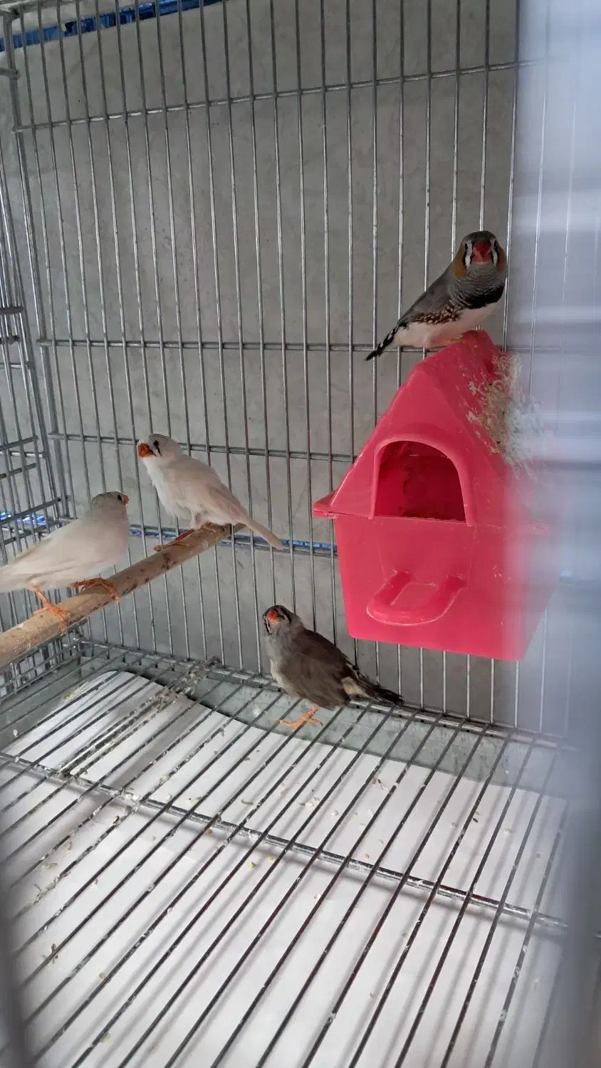 پرنده|پرنده|قیدار, |دیوار