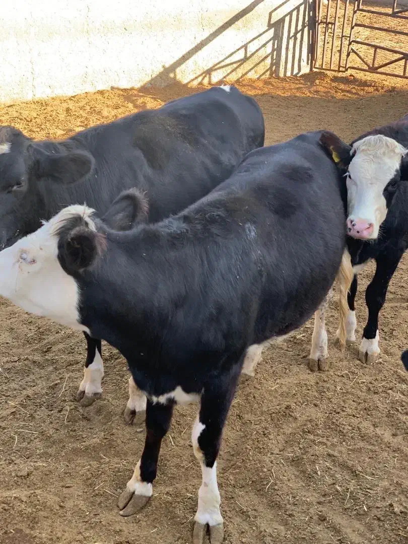 فروش گوساله|حیوانات مزرعه|تهران, مشیریه|دیوار