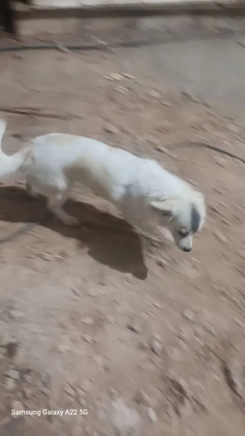 سگ پارمانین|سگ|خرمآباد, |دیوار