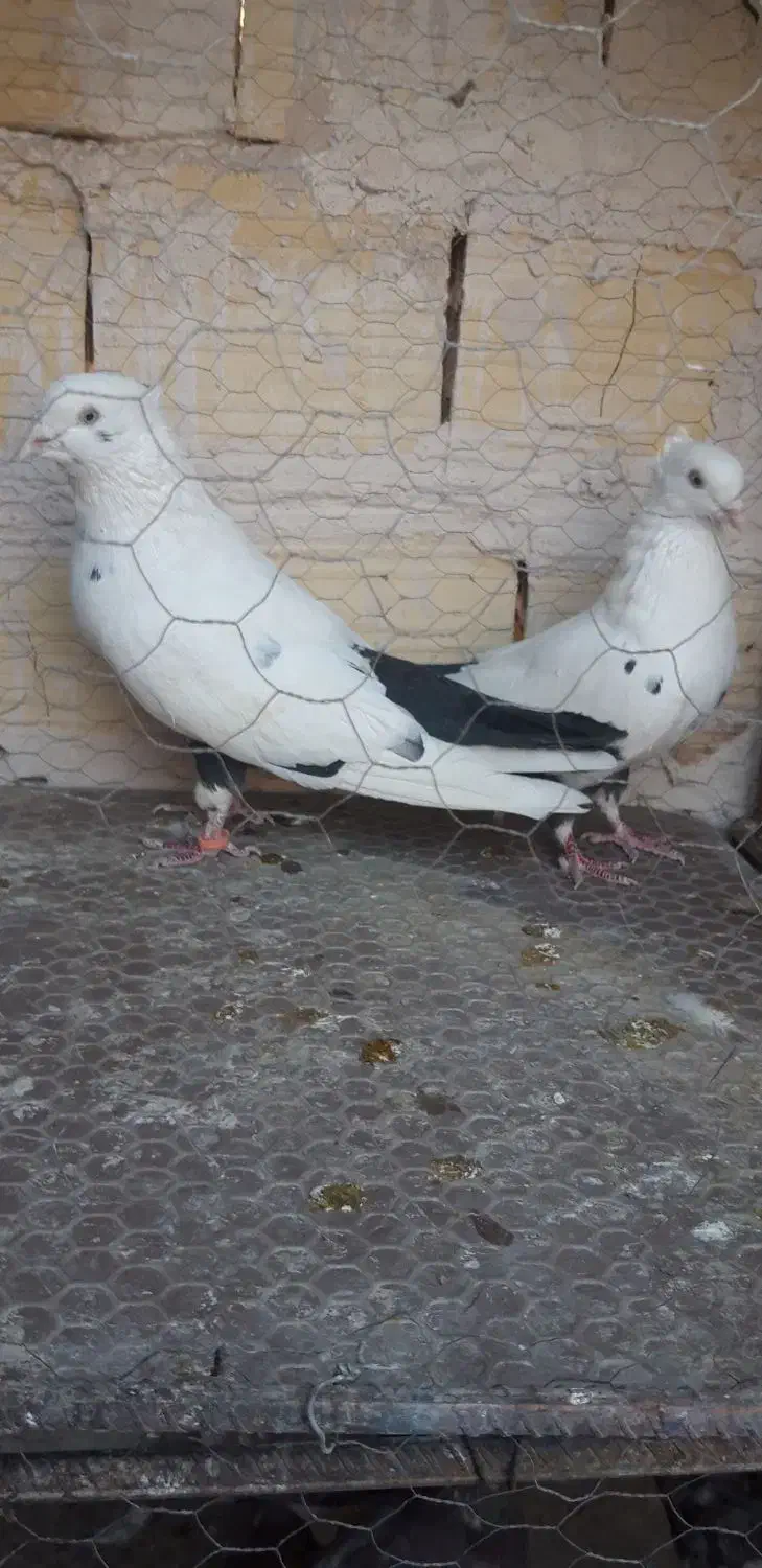 کبوتر ارزون|پرنده|کاشمر, |دیوار