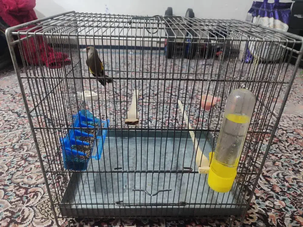 ۲ عدد سهره|پرنده|بندرعباس, |دیوار