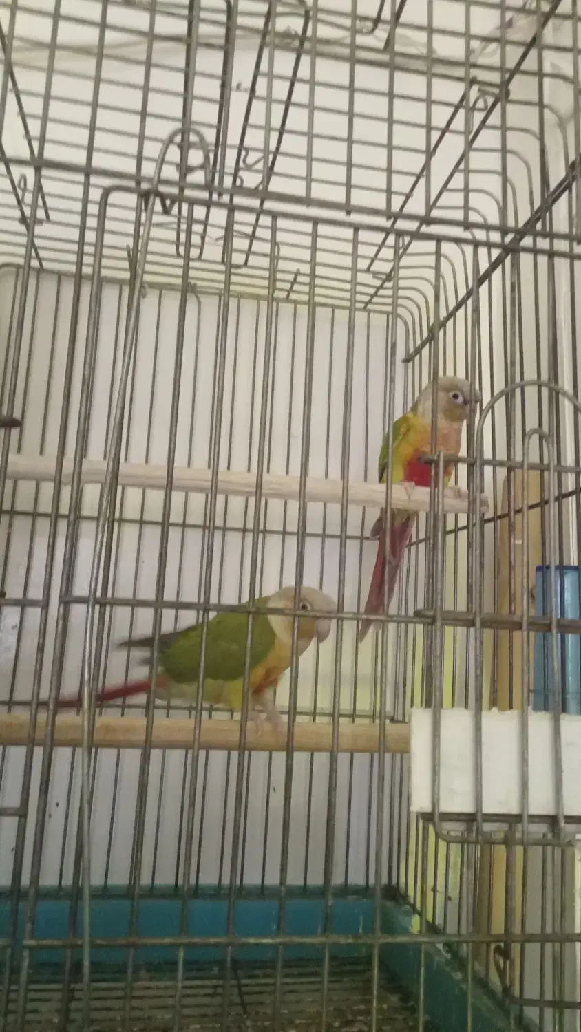 یک جفت گرینچیک مولد|پرنده|میناب, |دیوار