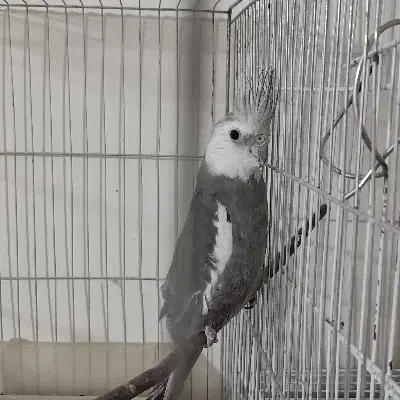 عروس هلندی دستی|پرنده|بیرجند, |دیوار