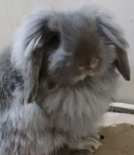 خرگوش لوپ نر و وماده|موش و خرگوش|بندر انزلی, بشمن|دیوار