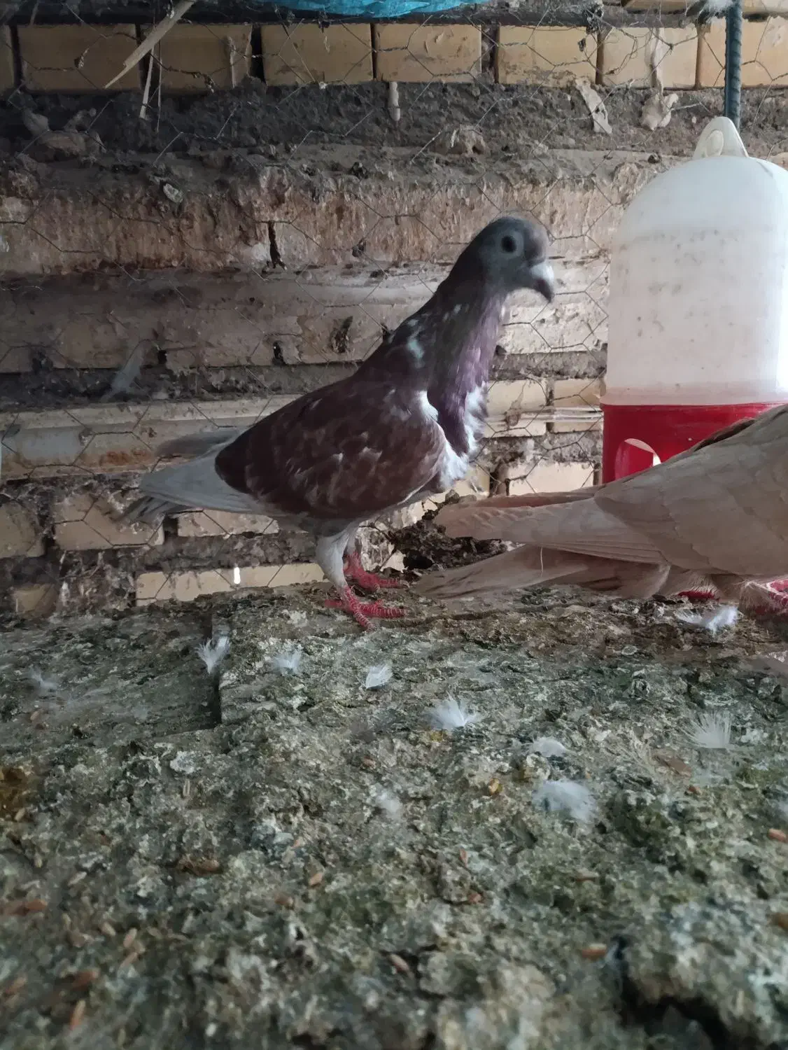 کبوتر|پرنده|شوشتر, |دیوار