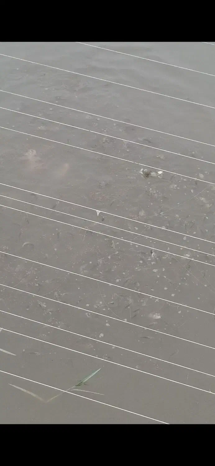 بچه ماهی کپور،،امور|ماهی|سنگر, |دیوار