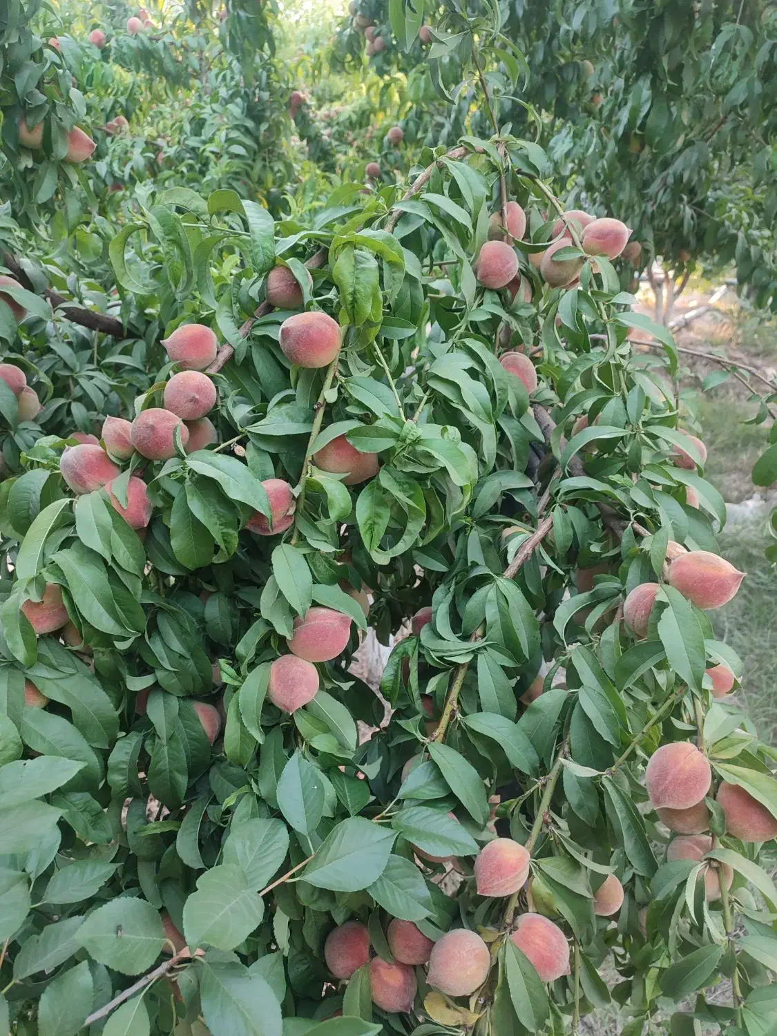 فروش زمین کشاورزی شش هکتار زمین بیضا|فروش زمین و ملک کلنگی|بیضا, |دیوار