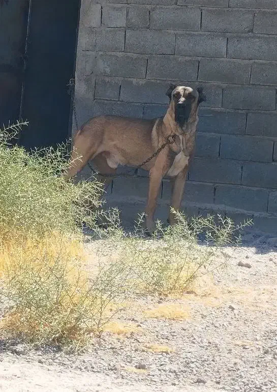 سگ ایرانی|سگ|ملکان, |دیوار