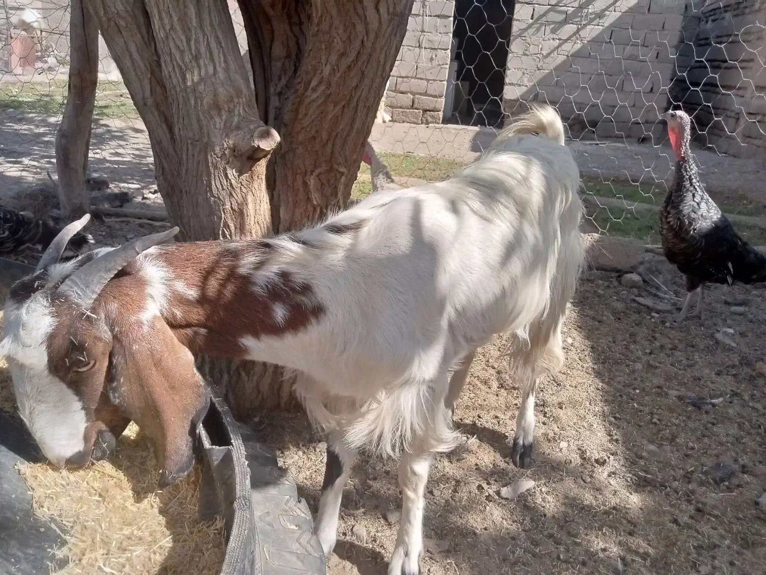 بزو تروشت|حیوانات مزرعه|خاش, |دیوار