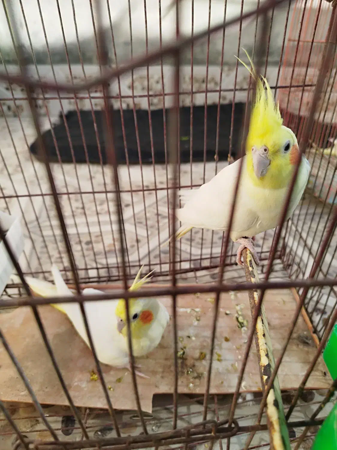 یک جفت عروس هلندی|پرنده|حاجی آباد, |دیوار