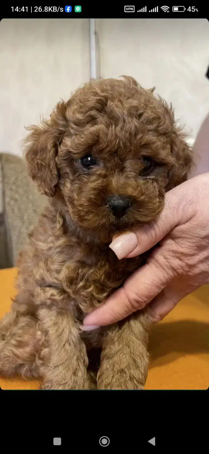 پودل عروسکی ماده اصیل|سگ|تهران, جردن|دیوار