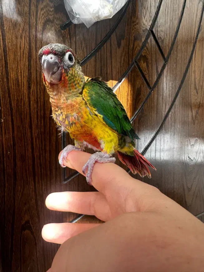 جوجه سرلاکی گرینچیک|پرنده|اصفهان, شهرک کوثر|دیوار