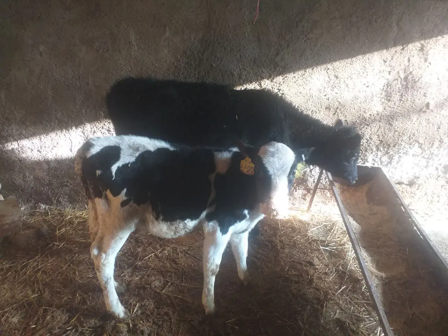 گوساله|حیوانات مزرعه|بشاریات, |دیوار