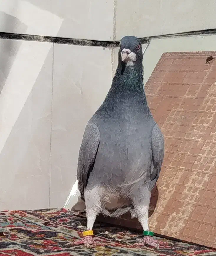 سه عدد دمگیر خرقه|پرنده|برخوار, |دیوار