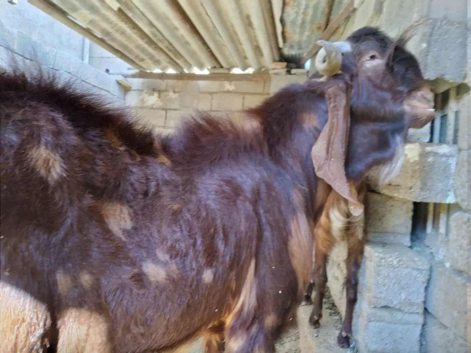 فروش بز،کهره و چبش پاکستانی|حیوانات مزرعه|قیروکارزین, |دیوار