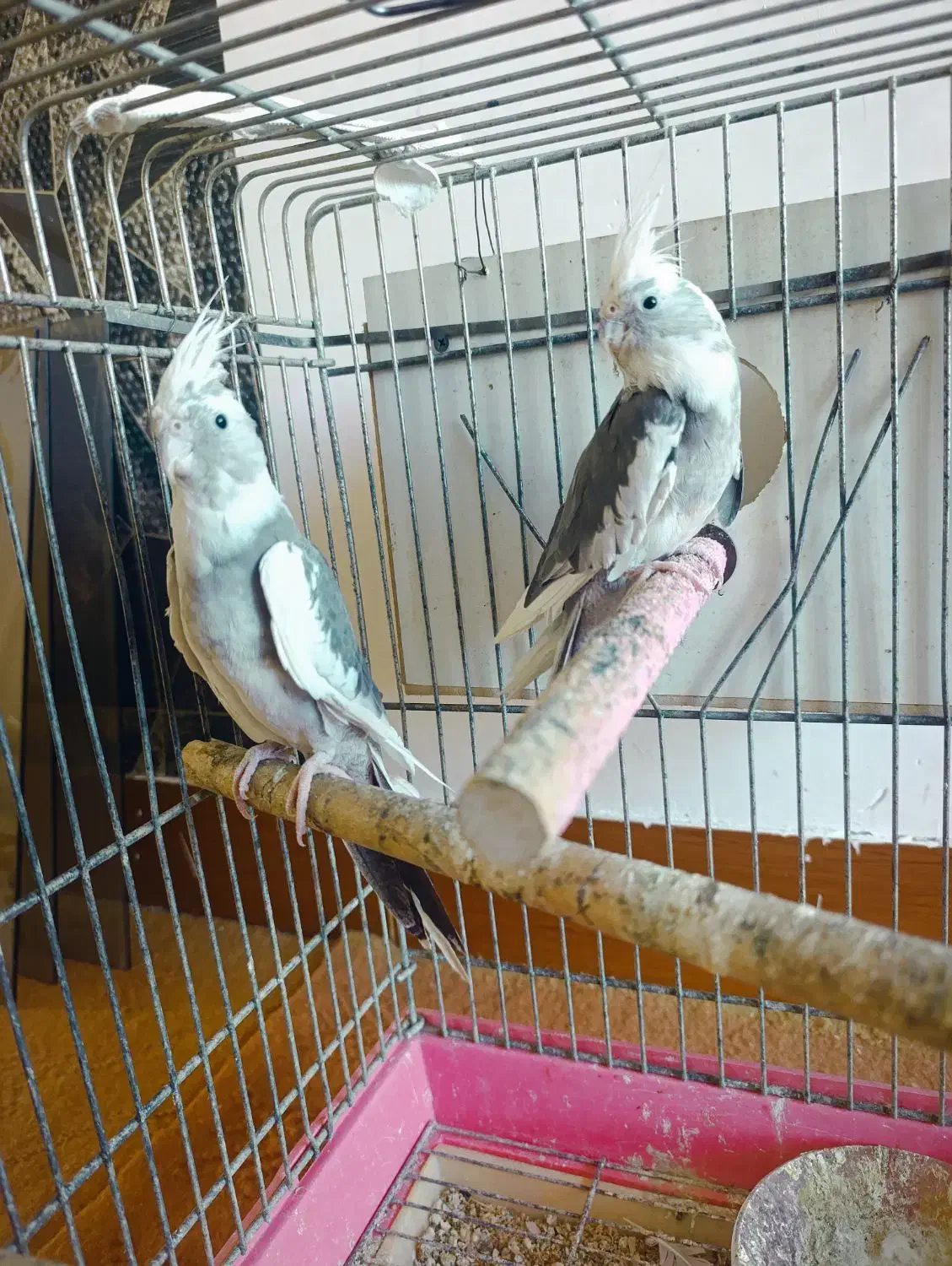 عروس هلندی ماده مست|پرنده|ویلکیج, |دیوار