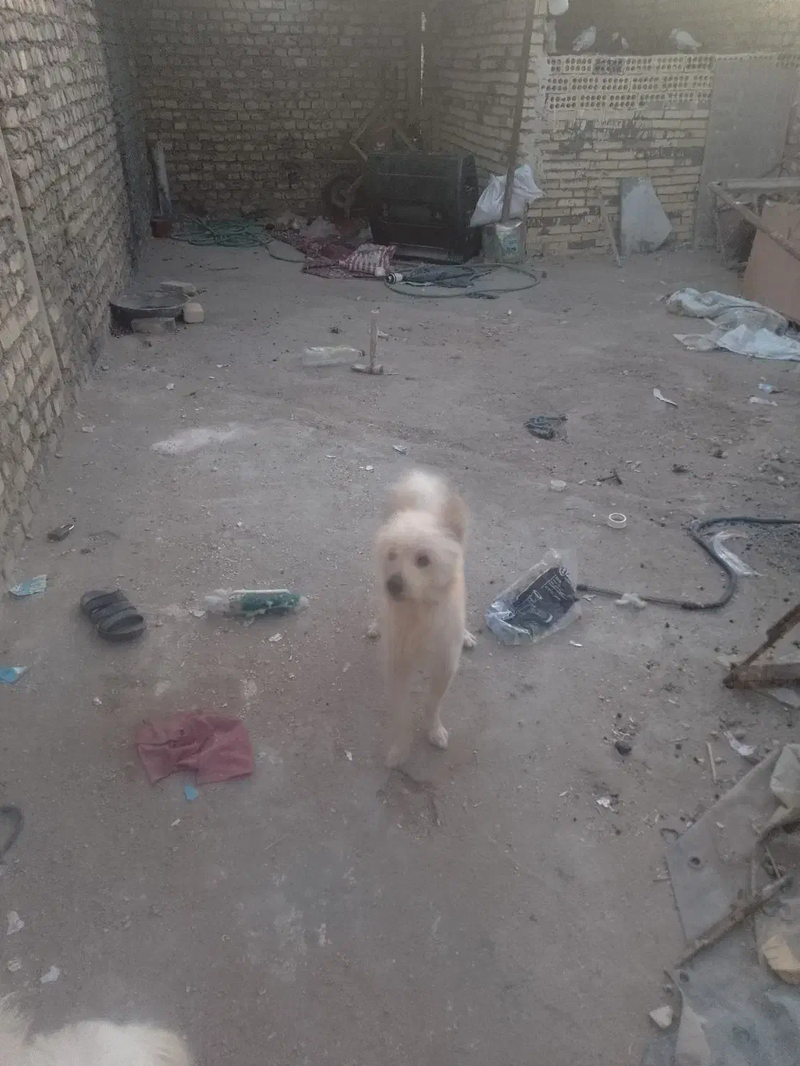 پامر روباهی|سگ|یزد, |دیوار