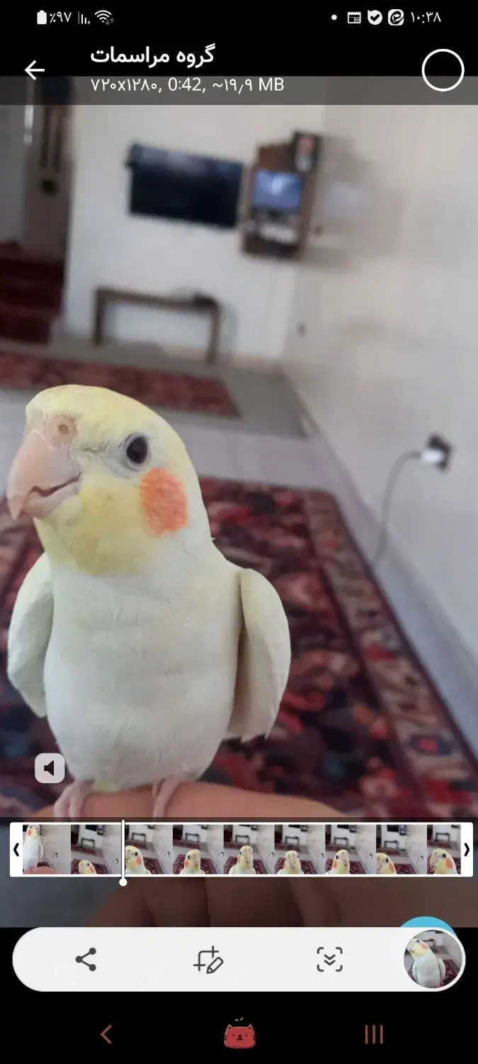 عروس هلندی|حیوانات|قم, نیروگاه|دیوار