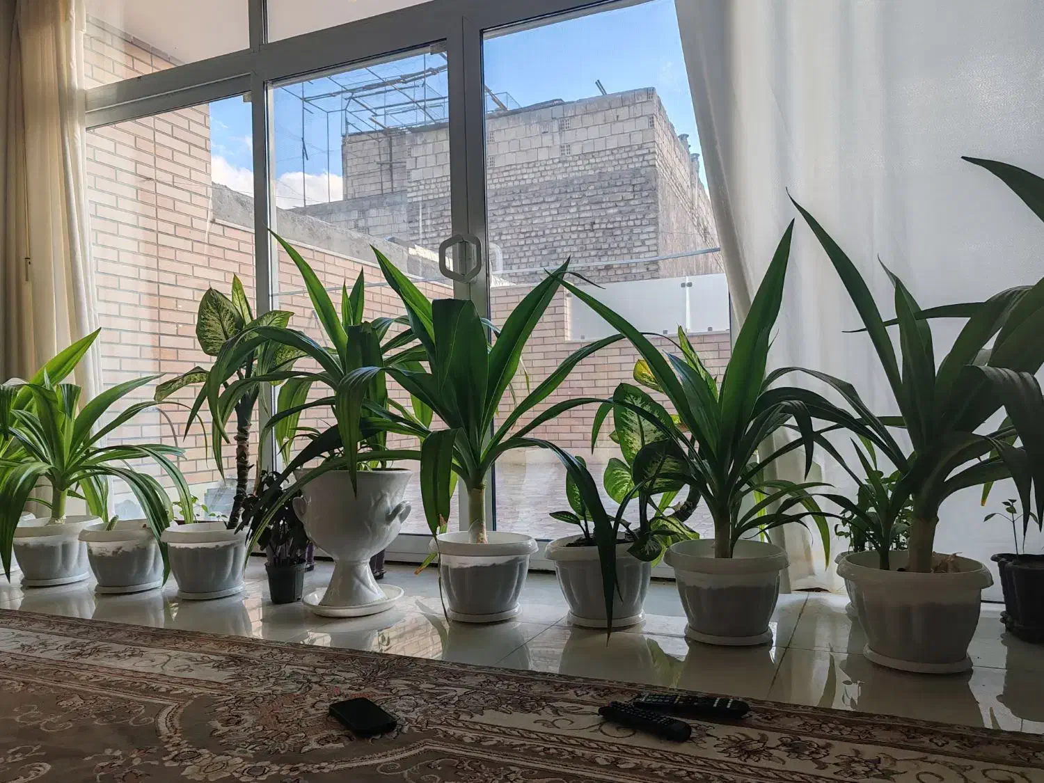 فروش گل اشک ملکه|گل و گیاه طبیعی|مبارکه, |دیوار