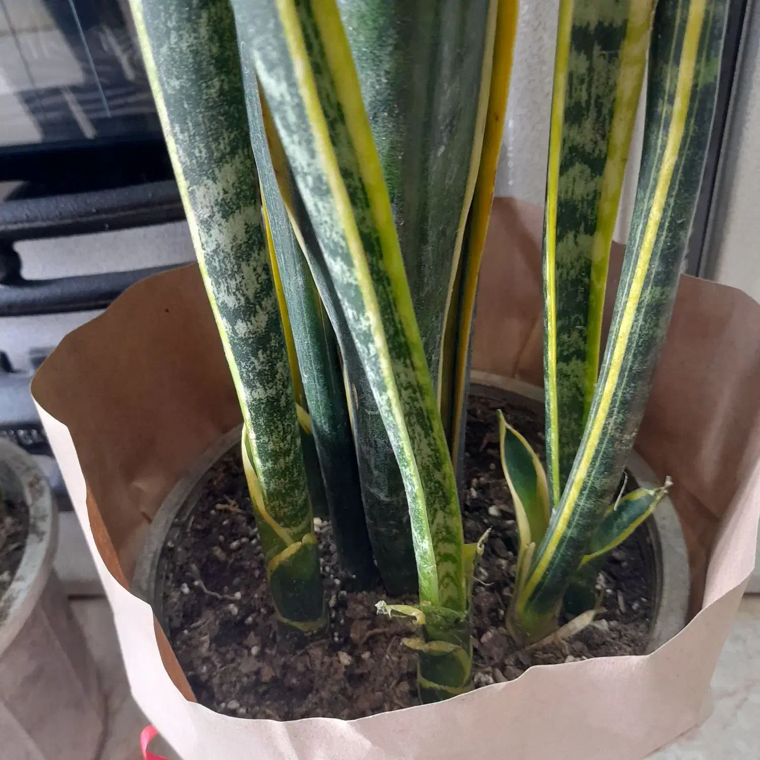 گل سانسوریا  لبه طلایی|گل و گیاه طبیعی|آستانه اشرفیه, |دیوار