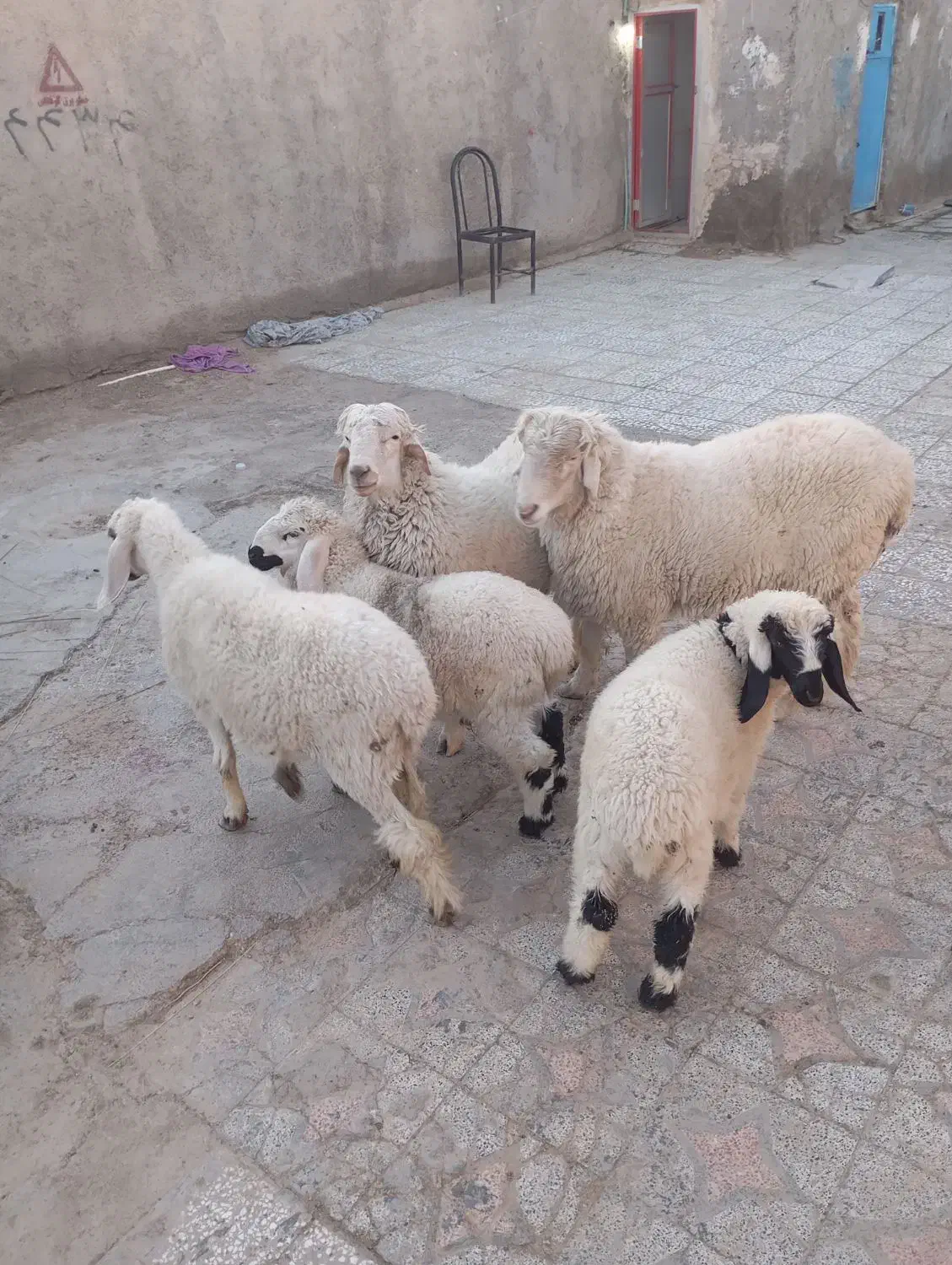 چند دونه گوسفند مالداری|حیوانات مزرعه|زهک, |دیوار